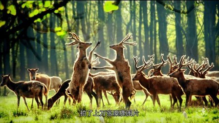 二更视频 摄影师拍麋鹿竟遇到霸气鹿王 这幕惊心动魄 603