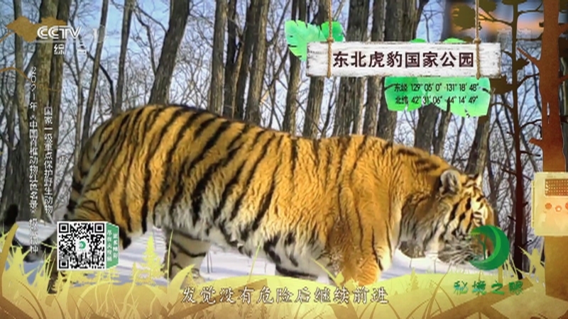秘境之眼 《秘境之眼》 东北虎/雪豹/高山兀鹫/岩羊 20221004