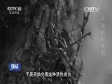 见证 《见证》 20160604 森林卫士（一）泣血的红豆杉