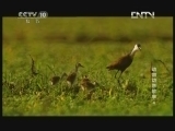 《自然传奇》 20130127 动物幼崽故事 4