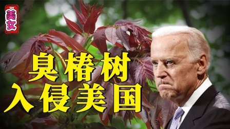臭椿树在美国泛滥成灾，却在中国豪横不起来，这是为什么呢？