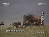 动物世界 《动物世界》 20170714 野狗家族血脉的传承