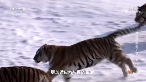 人物&middot;故事 《人物·故事》 20200605 野生动物保护者·刘丹