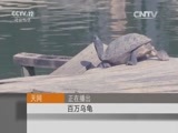 天网 《天网》 20160101 百万乌龟