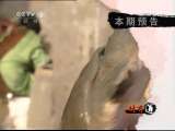 生财有道 《生财有道》 20110531 甲鱼池塘的致富路