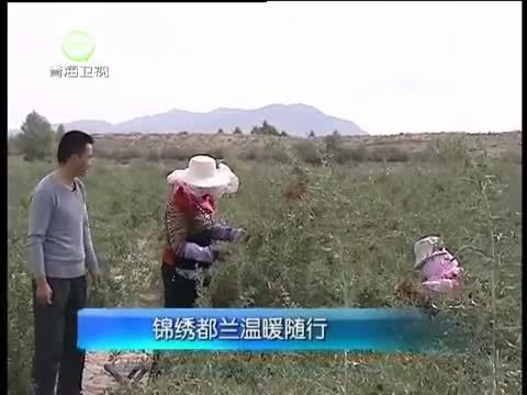江源扫描 《江源扫描》 20141025 锦绣都兰温暖随行