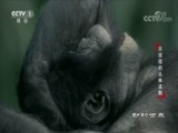 动物世界 《动物世界》 20180130 黑猩猩的丛林法则