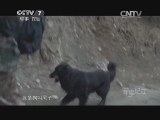 军事纪实 《军事纪实》 20140226 阿相比拉生死巡逻记