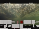 《自然传奇》 20120423 水下恶魔（一）