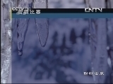 动物世界 《动物世界》 20130803 雪绒花的世界（三）