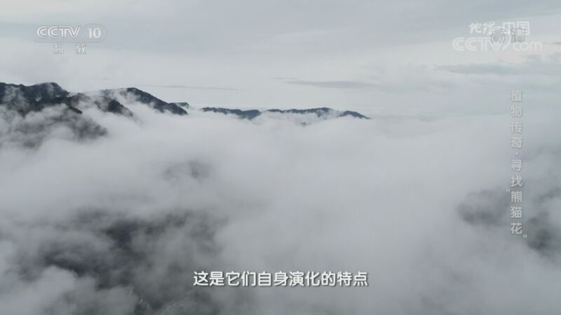 地理中国 《地理·中国》 20200824 植物传奇·寻找“熊猫花”