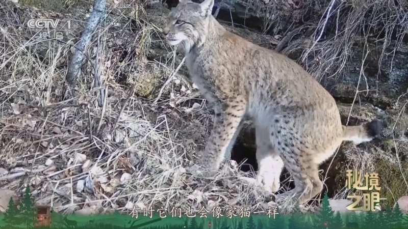 秘境之眼 《秘境之眼》 猞猁 20260202