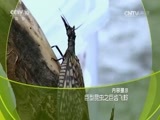 走近科学 《走近科学》 20160830 巨型昆虫之巨齿飞蛉