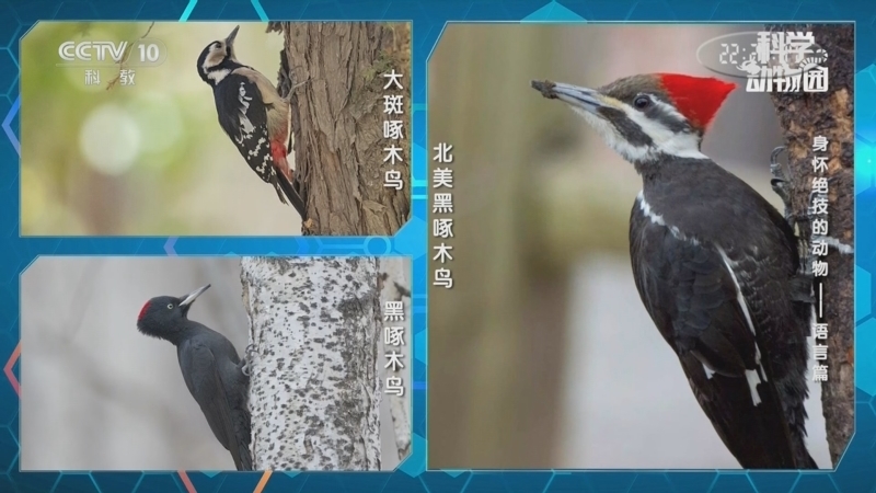 科学动物园 《科学动物园》 20250225 身怀绝技的动物——语言篇