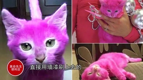 据说这只猫价值连城