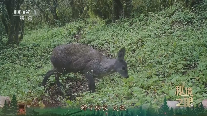 秘境之眼 《秘境之眼》 林麝 20251109