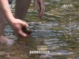 地理中国 《地理中国》 20170808 秘境探奇·寻找“桃花虫”（下）