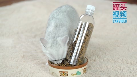 举起爪儿来 塑料瓶变身猫咪自动喂食器