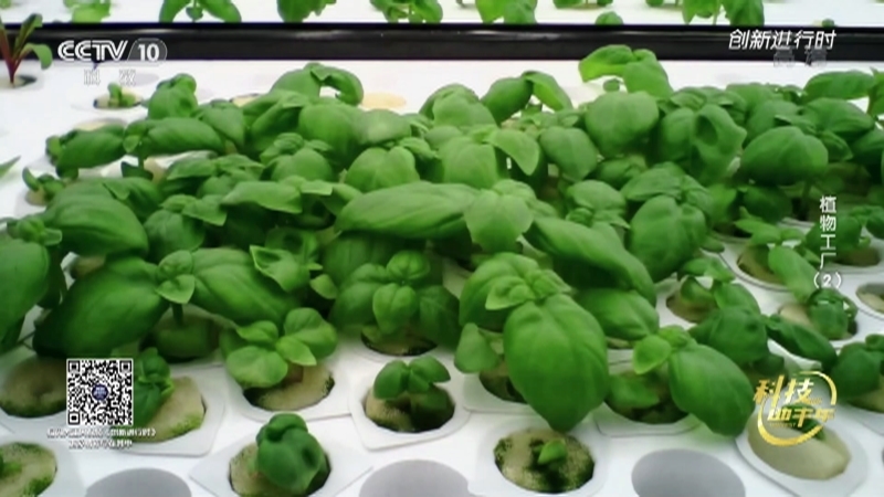 《创新进行时》 20210217 科技助丰年·植物工厂（2）