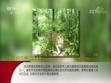 动物世界 《动物世界》 20171113 草原三英 狮子 鬣狗 野狗
