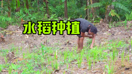 原始丛林人苏门答腊 第二季 荒野大神野外生存，开垦荒坡种植水稻，令人佩服！