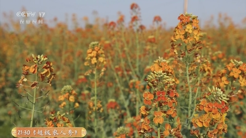 《三农群英汇》 20260408 油菜花开别样红