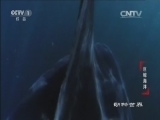 动物世界 《动物世界》 20160923 巨鲸海洋