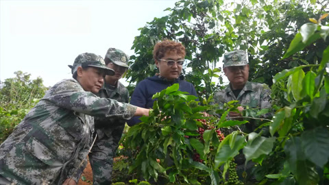 云南解化复合肥赋能 助力云南咖啡香飘世界