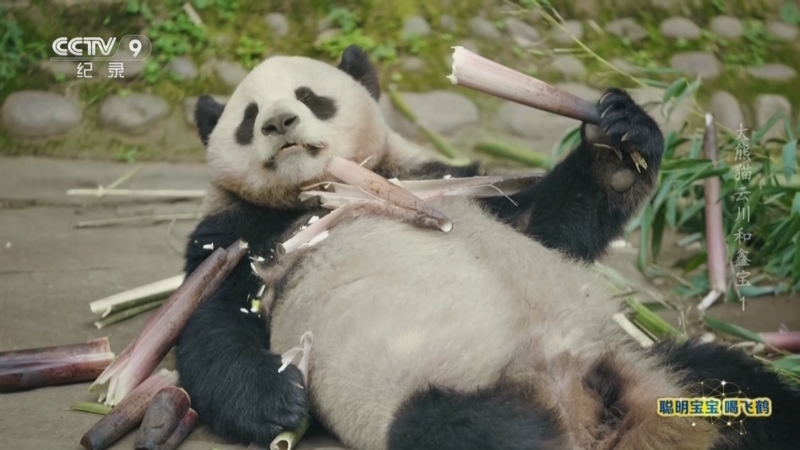 《大熊猫云川和鑫宝》 第1集