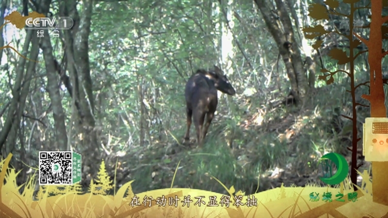 《秘境之眼》 中华鬣羚 20210515