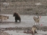 动物世界 《动物世界》 20160218 超级猎手（五）