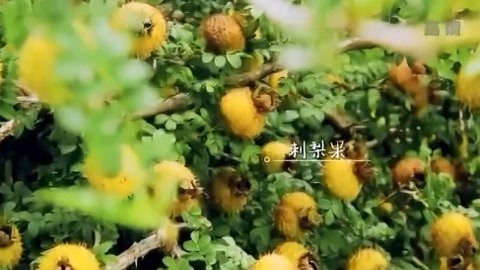 与梦想合拍 刺“梨”滋味 “饮”领时尚