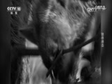 自然传奇 《自然传奇》 20170702 致命袭击