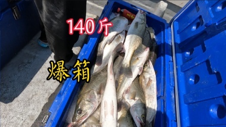 狂拉140多斤鲈鱼是一种什么体验?这个季节鲈鱼居然能钓到爆箱