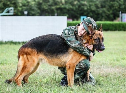 奇兵神犬 第2期：张馨予落水被爱犬勇救