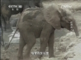 自然传奇 《自然传奇》 20141023 动物袭人事件