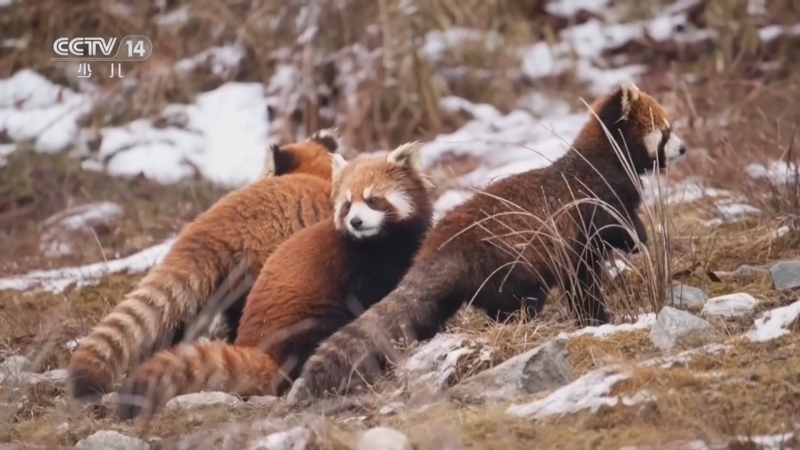 《新闻袋袋裤》 20260323