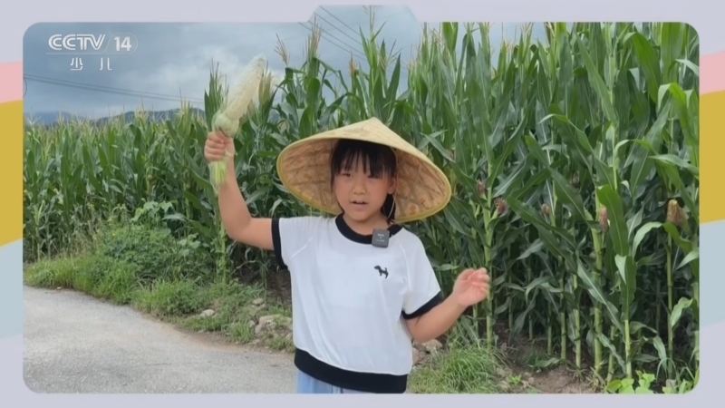 智慧树 《智慧树》 20260813