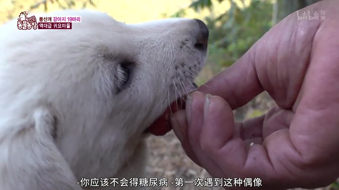 动物农场2020 狗生幸福
