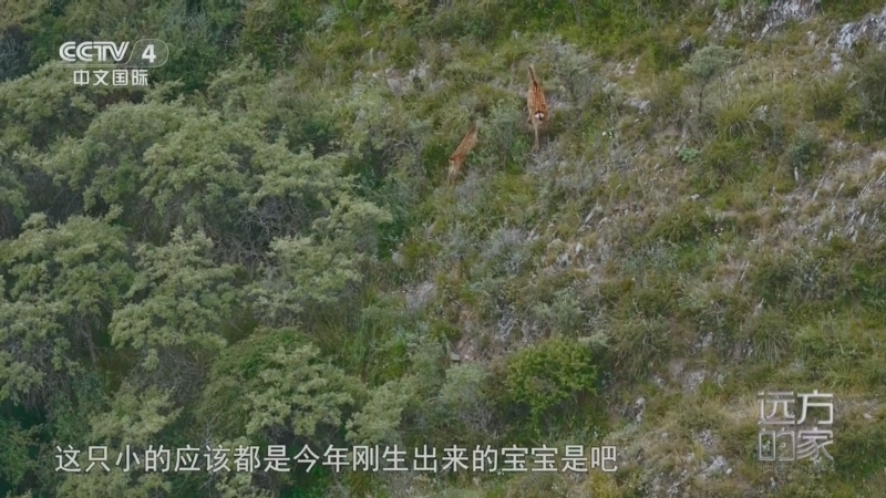 远方的家 《远方的家》 20260806 中国自然秘境 青山凝翠展新颜