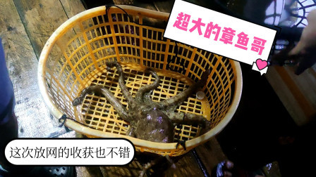 南澳岛赶海日记 彪哥这次放网捕鱼，收获还不错，捉到一只超大章鱼“罗志祥”