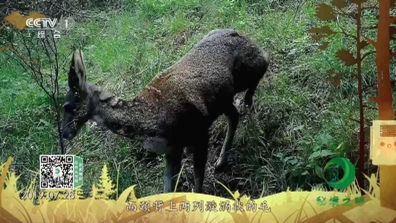 秘境之眼 《秘境之眼》 马麝 20220827
