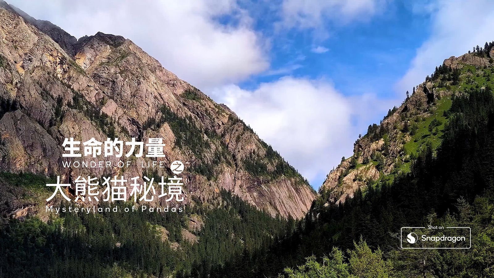 大熊猫秘境