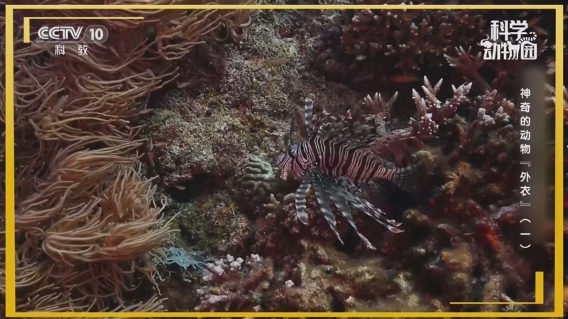 《科学动物园》 20260106 神奇的动物“外衣”（一）