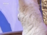 绿野寻踪 《绿野寻踪》 20180801
