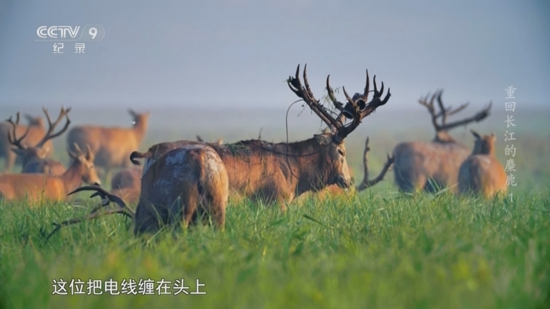 《重回长江的麋鹿》 第1集