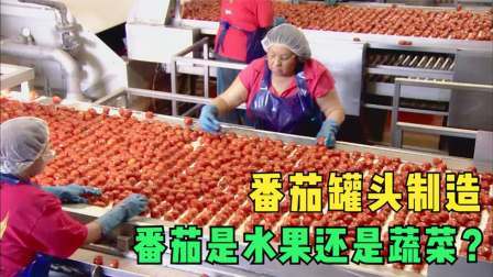 番茄罐头生产全过程，从采摘到装罐只要了1小时，一年四季随便吃
