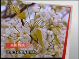 远方的家 美在梨乡 乐在米仓