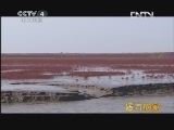 远方的家 《沿海行特别节目》守护生态家园《远方的家》 20120510