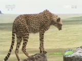 人与自然 《人与自然》 20160706 猎豹三兄弟（下）
